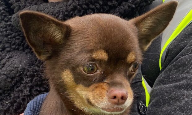 Vilo, a brown chihuahua dog, being held by someone.