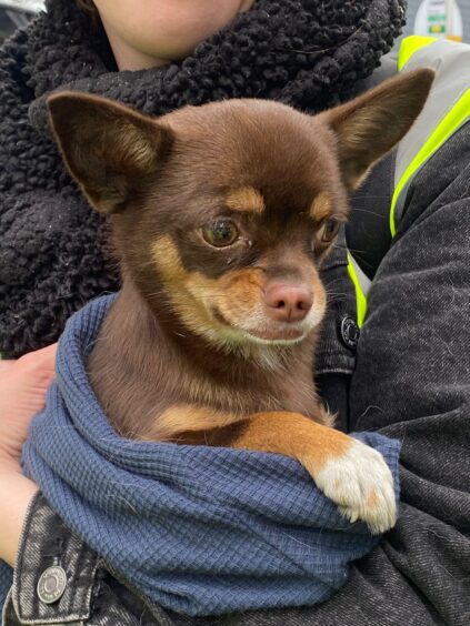 small brown chihuahua being held in person' arms
