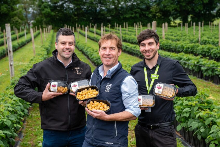 Launch of golden raspberries