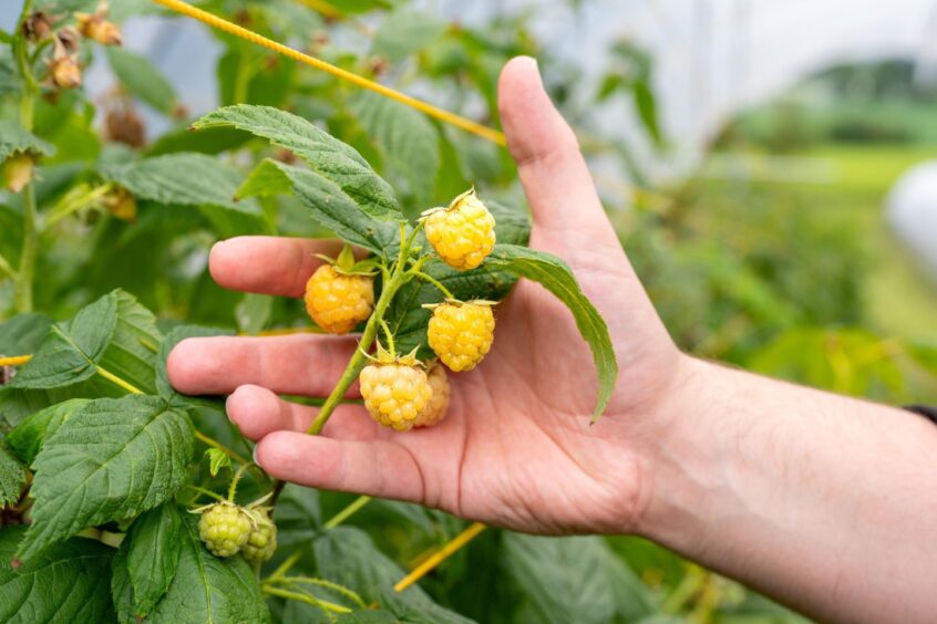 Golden raspberries at Bruce Farms