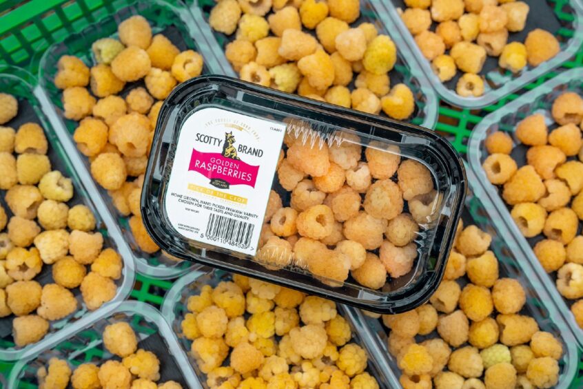 golden raspberries
