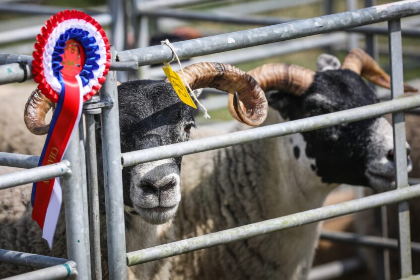 Kirriemuir Show