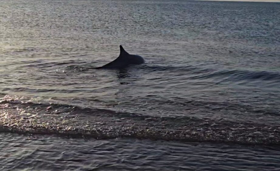 Dolphin back in the water.