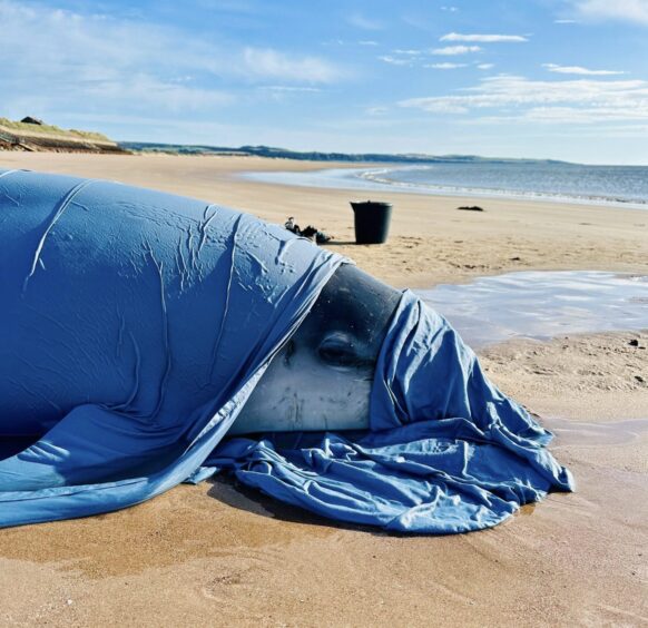 The mammal was covered while stranded.
