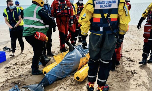 Rescuers move the dolphin along the beach.