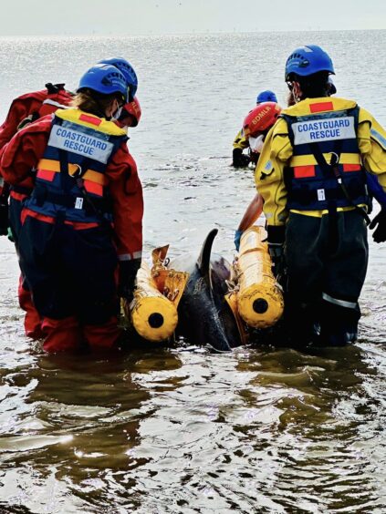The dolphin was successfully refloated.