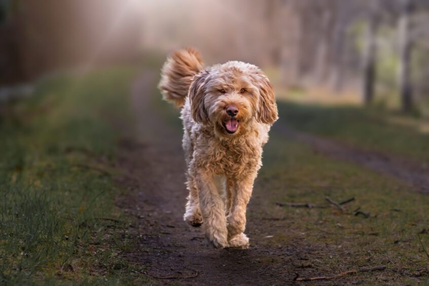 An Otterhound