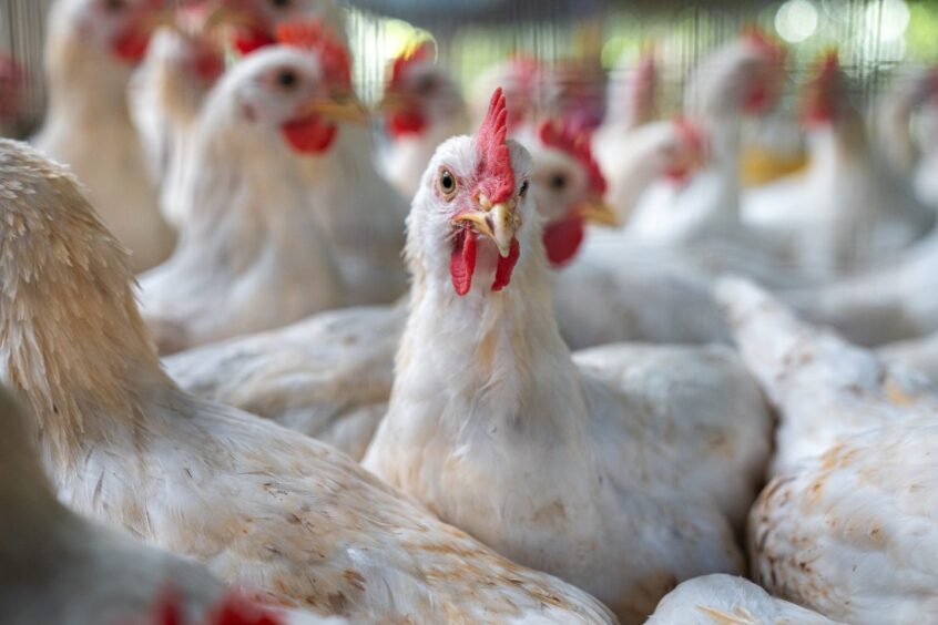 chickens in broiler shed
