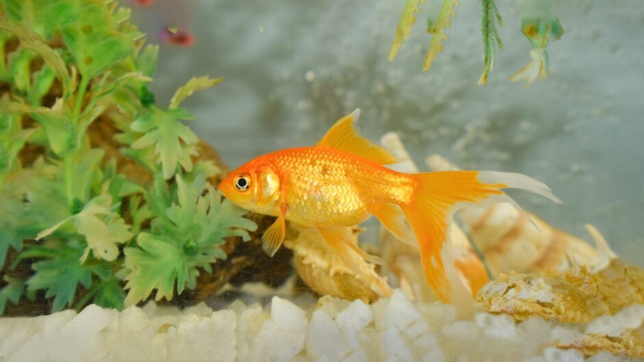 A swimming goldfish