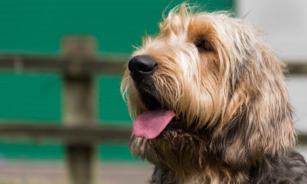 Otterhound