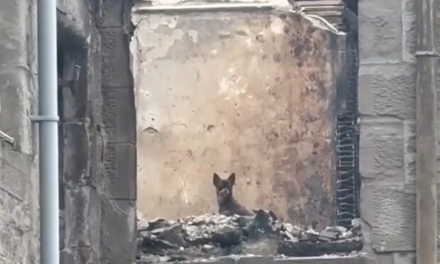 Tiny chihuahua looking out of window of burnt out building