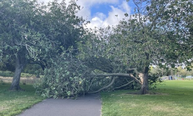 Fallen tree in Dawson Park. Dundee. Image: Supplied