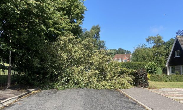 A tree fell over in strong winds on Lorne Street, Monifieth. Image: Carol Tierney
