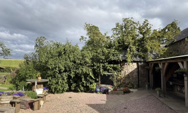 An enormous beech tree damaged part of the Lodge at the Loch and Wee Bear Cafe in Lintrathen, Angus.