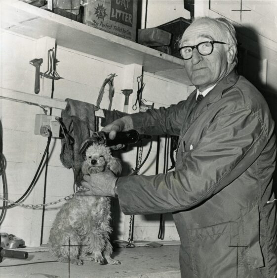 Grooming a poodle at the Wattie Croal Dog Food Shop, Dundee, in December 1971.