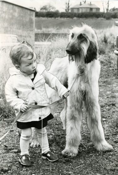 Afghan hound Zorba and her owner's daughter at Longforgan exemption dog show in April 1981.