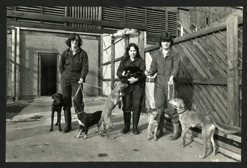 Dogs up for adoption at Brown Street Kennels in March 1985. Image: DC Thomson.