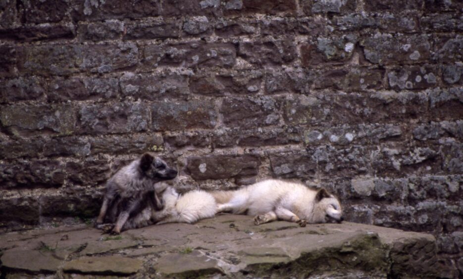 Arctic foxes at Camperdown Wildlife Centre in 1988. 