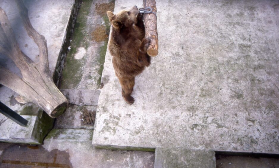 Young bear in his enclosure in 1988.
