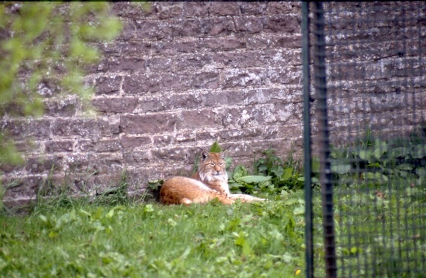 Lynx at Camperdown Wildlife Centre in 1988.
