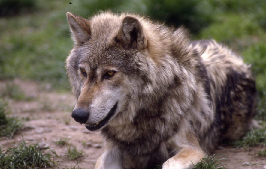 Wolf at Camperdown Zoo in 1988