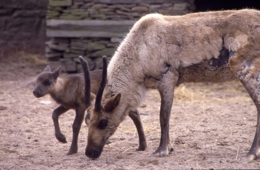 Deer and calf at Camperdown Wildlife Centre in 1988.