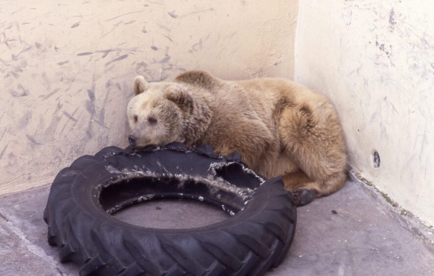 Jeremy the bear in 1988