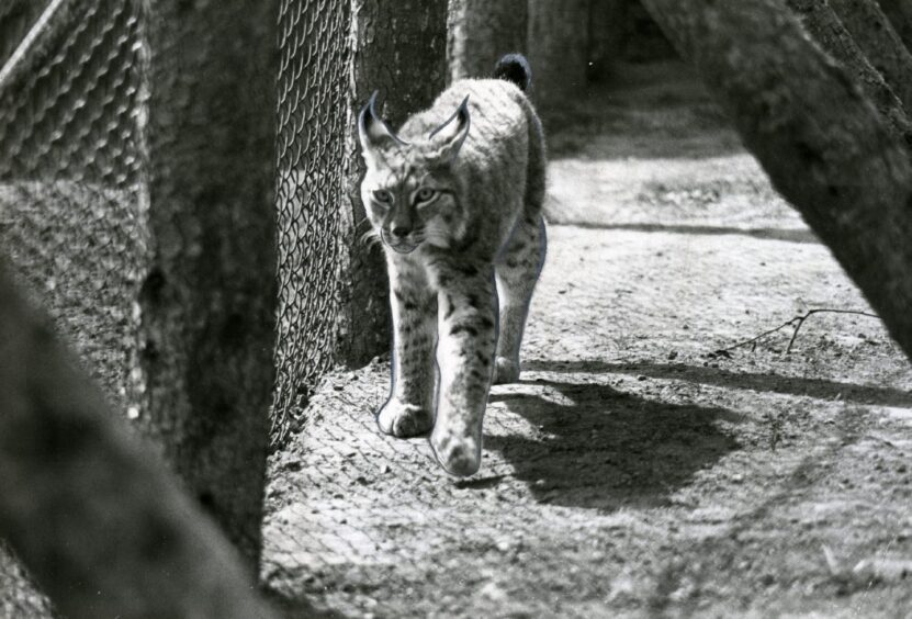 A lynx at Camperdown Wildlife Centre in May 1980. 