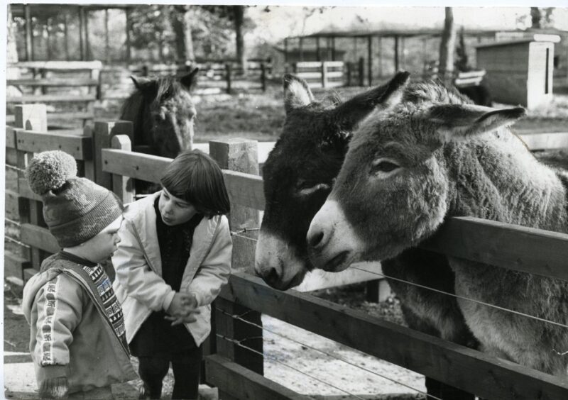 David and Susan Herd make friends with the donkeys at Camperdown Park in October 1982.