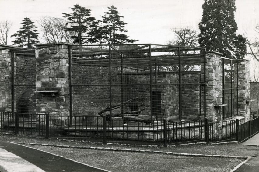 The new enclosure for Jeremy the Sugar Puff bear at Camperdown Zoo in March 1985. 