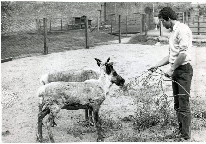 Camperdown Wildlife Centre's Conservation Officer George Reid with two new attractions in June 1985 - a pair of reindeer.