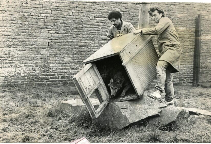Timber Wolf cubs move in at Camperdown Wildlife Centre in October 1985.