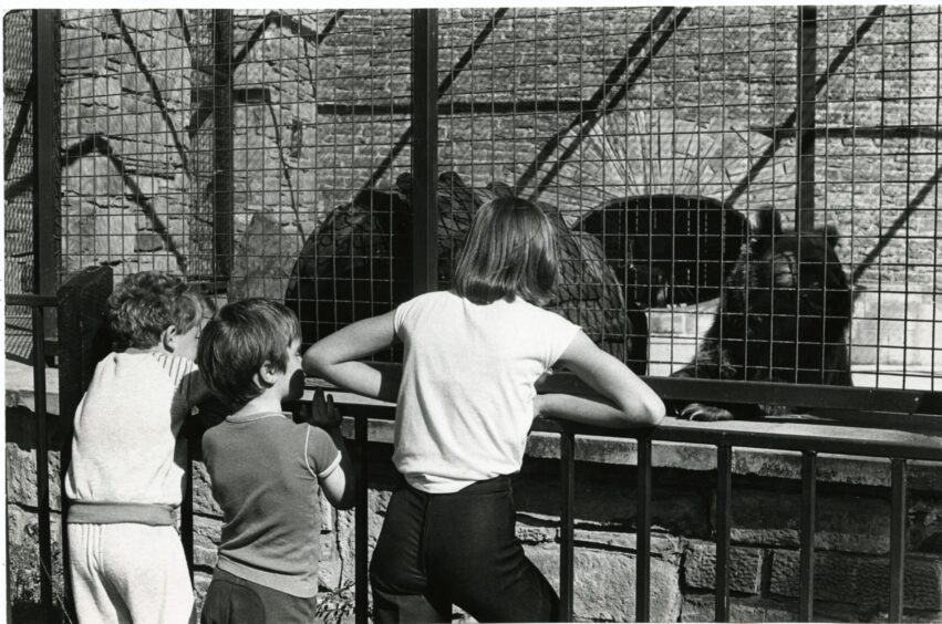 Children look at Jeremy the bear at Camperdown Wildlife Centre in August 1986.