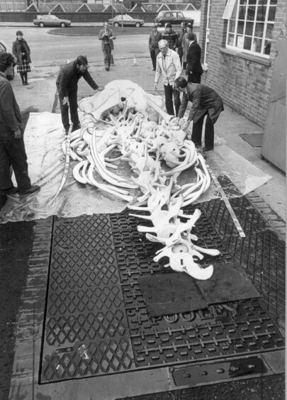 The skeleton of the Tay Whale being transported.