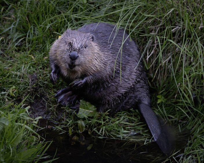 Beaver beside river