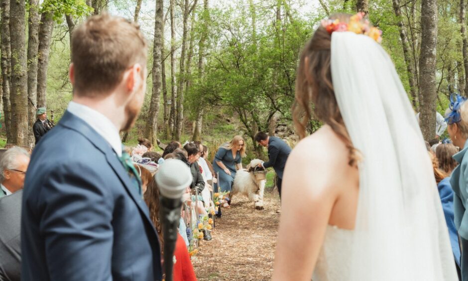 Wedding ceremony outdoors with a sheep coming down the aisle