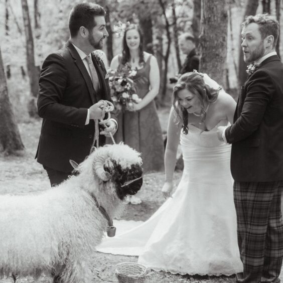 Black and white photo of a sheep at a wedding