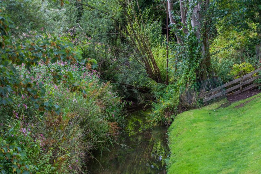 Overgrown weeds beside stretch of water in Bridge of Earn