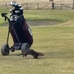 VIDEO: Watch as baby otter surprises golfer at Fife course
