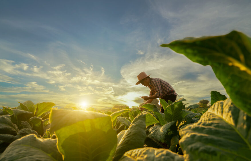 a farmer working in a crop field