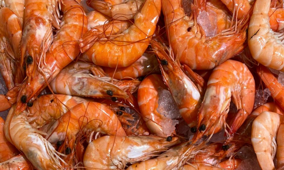 Shrimp could soon become a form of sustainable protein.