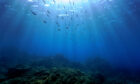 Underwater landscape.