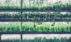 Hydropnics and vertical farming.