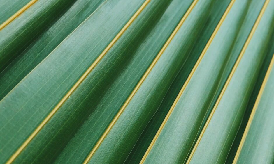 Oil palm leaves.