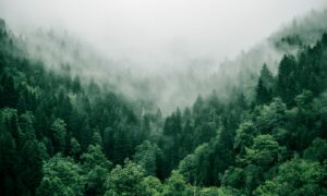 Aerial shot of a misty forest.
