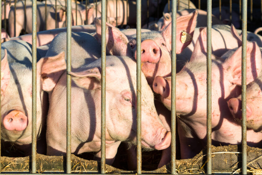Pigs on a pig farm.