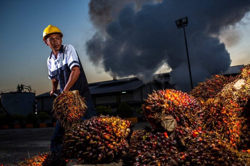 A man with a yellow helmet at a palm oil plantation.