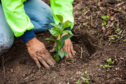 nestle coffee farming