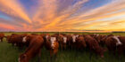 Cattle grazing in a field
