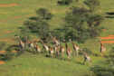 Aerial view of a herd of giraffes.